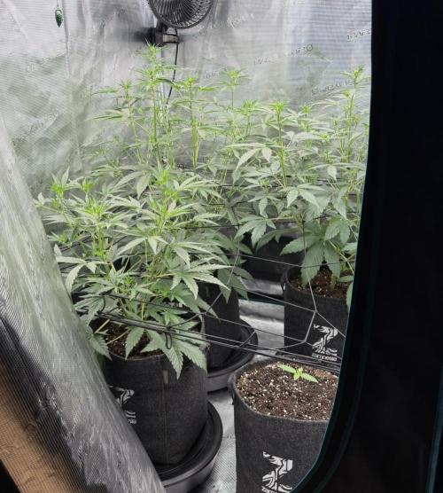 ｆｒｏｓｔｅｄｇｕａｖａ ❄️   | by Green House Seeds. Week 5