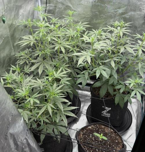 ｆｒｏｓｔｅｄｇｕａｖａ ❄️   | by Green House Seeds. Week 5
