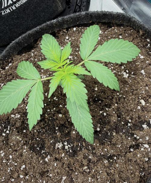 ᗷIᔕᑕOTTI ᙭ GEᒪᗩTO by GreenHouseSeeds. Week 2