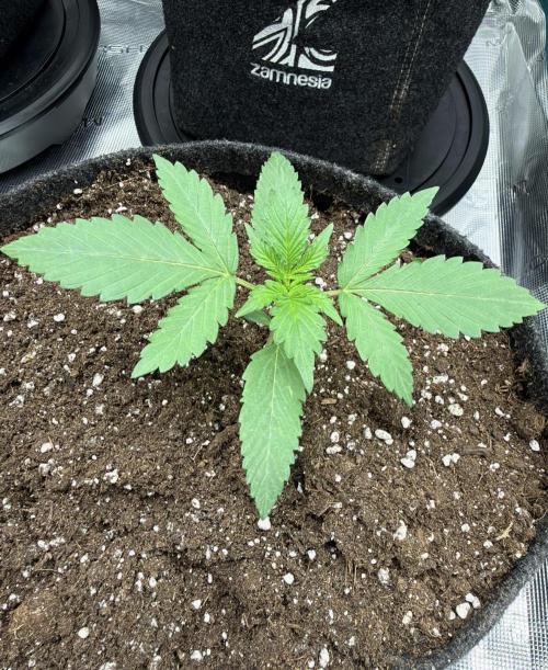ᗷIᔕᑕOTTI ᙭ GEᒪᗩTO by GreenHouseSeeds. Week 2