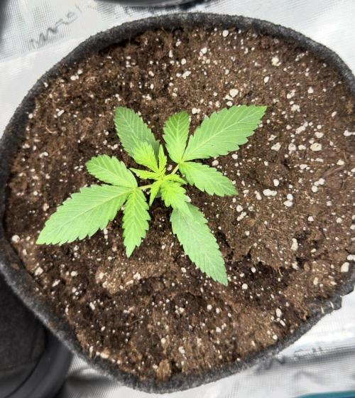 ᗷIᔕᑕOTTI ᙭ GEᒪᗩTO by GreenHouseSeeds. Week 2