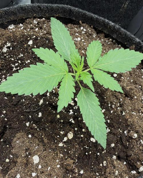 ᗷIᔕᑕOTTI ᙭ GEᒪᗩTO by GreenHouseSeeds. Week 2