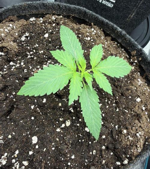 ᗷIᔕᑕOTTI ᙭ GEᒪᗩTO by GreenHouseSeeds. Week 2