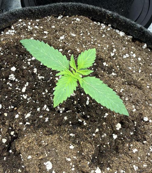 ᗷIᔕᑕOTTI ᙭ GEᒪᗩTO by GreenHouseSeeds. Week 2