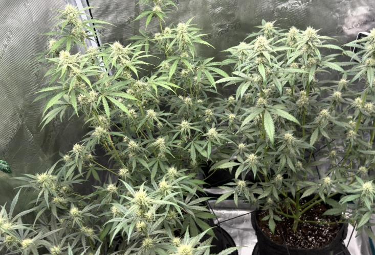 ｆｒｏｓｔｅｄｇｕａｖａ ❄️   | by Green House Seeds. Week 6