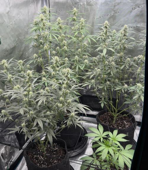 ｆｒｏｓｔｅｄｇｕａｖａ ❄️   | by Green House Seeds. Week 6