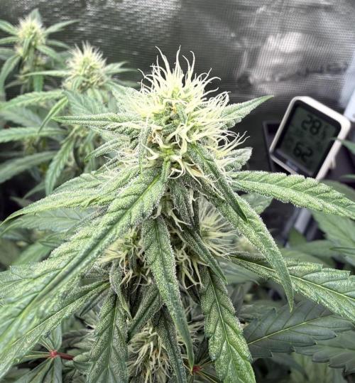 ｆｒｏｓｔｅｄｇｕａｖａ ❄️   | by Green House Seeds. Week 6