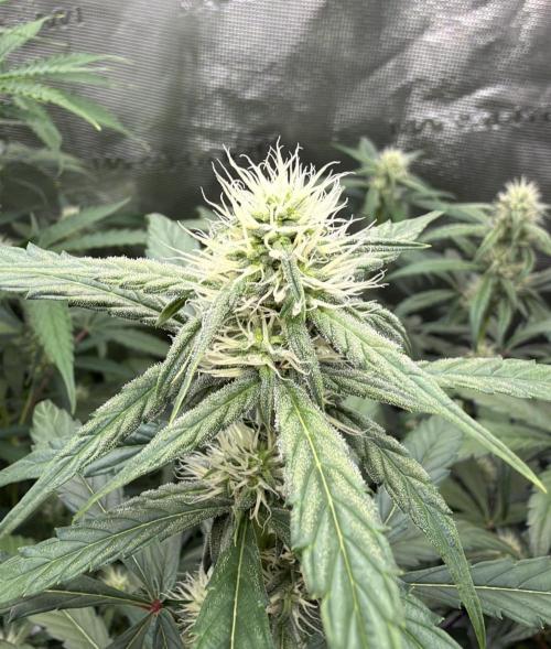 ｆｒｏｓｔｅｄｇｕａｖａ ❄️   | by Green House Seeds. Week 6