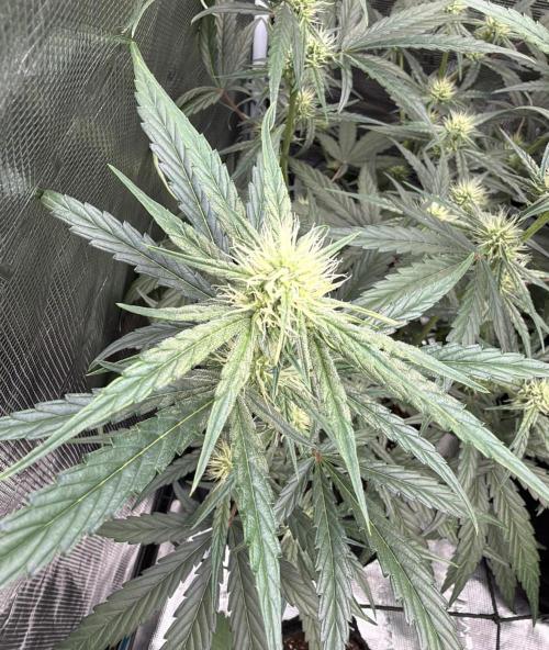 ｆｒｏｓｔｅｄｇｕａｖａ ❄️   | by Green House Seeds. Week 6