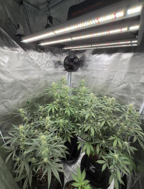 ｆｒｏｓｔｅｄｇｕａｖａ ❄️   | by Green House Seeds. Week 6