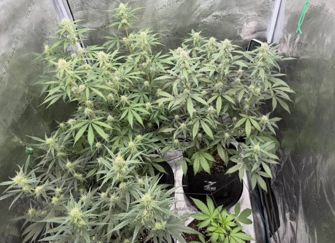ｆｒｏｓｔｅｄｇｕａｖａ ❄️   | by Green House Seeds. Week 6