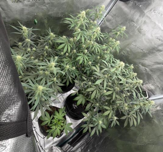 ｆｒｏｓｔｅｄｇｕａｖａ ❄️   | by Green House Seeds. Week 6