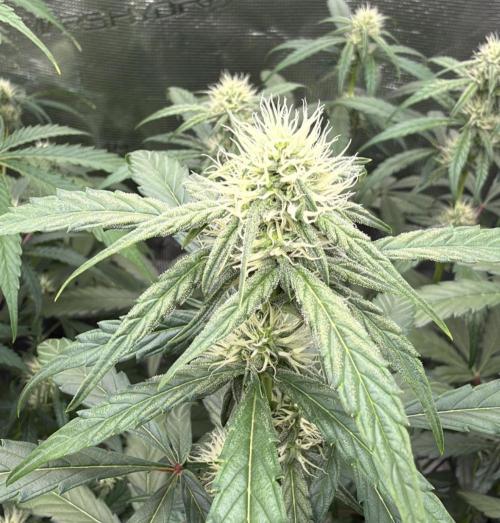 ｆｒｏｓｔｅｄｇｕａｖａ ❄️   | by Green House Seeds. Week 6