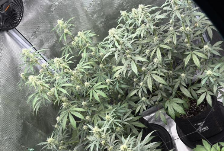 ｆｒｏｓｔｅｄｇｕａｖａ ❄️   | by Green House Seeds. Week 6