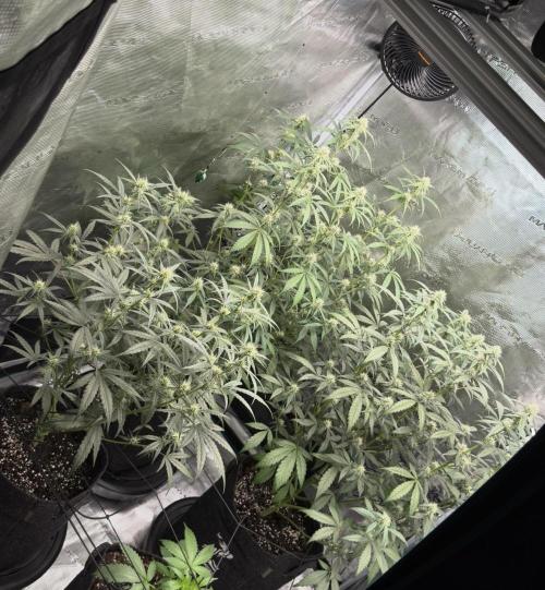 ｆｒｏｓｔｅｄｇｕａｖａ ❄️   | by Green House Seeds. Week 6