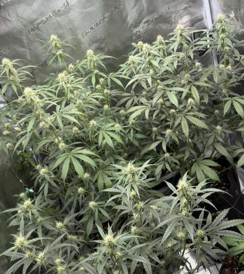 ｆｒｏｓｔｅｄｇｕａｖａ ❄️   | by Green House Seeds. Week 6