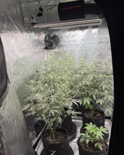 ｆｒｏｓｔｅｄｇｕａｖａ ❄️   | by Green House Seeds. Week 6