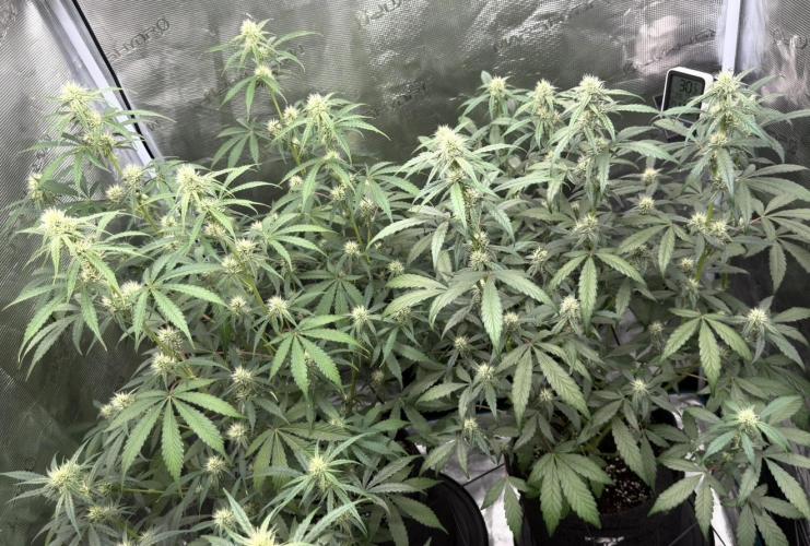 ｆｒｏｓｔｅｄｇｕａｖａ ❄️   | by Green House Seeds. Week 6