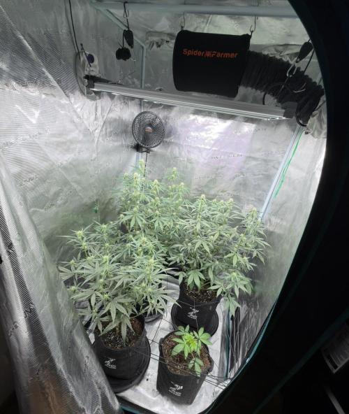 ｆｒｏｓｔｅｄｇｕａｖａ ❄️   | by Green House Seeds. Week 6