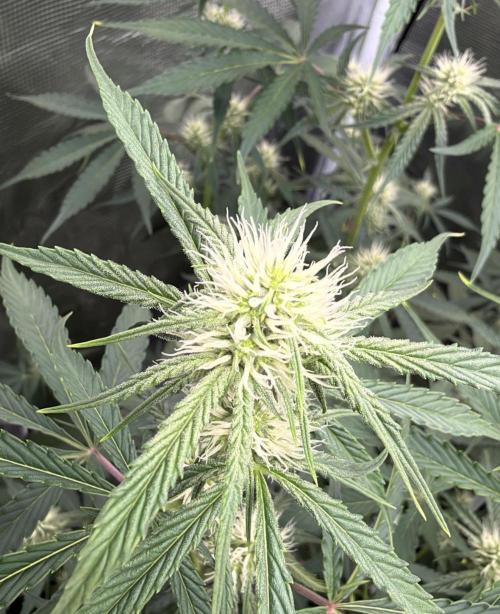 ｆｒｏｓｔｅｄｇｕａｖａ ❄️   | by Green House Seeds. Week 6