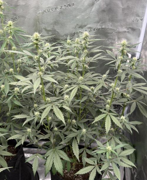 ｆｒｏｓｔｅｄｇｕａｖａ ❄️   | by Green House Seeds. Week 6