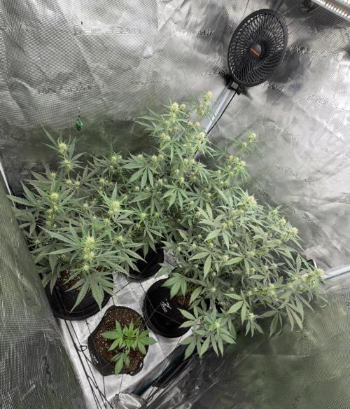 ｆｒｏｓｔｅｄｇｕａｖａ ❄️   | by Green House Seeds. Week 6