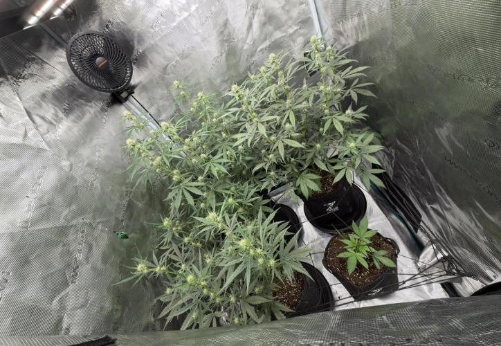 ｆｒｏｓｔｅｄｇｕａｖａ ❄️   | by Green House Seeds. Week 6