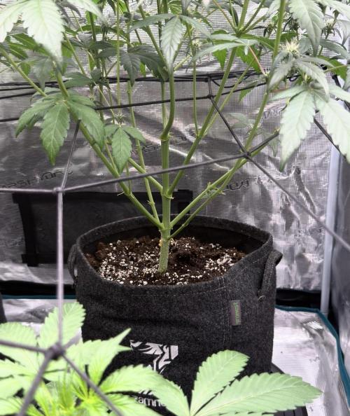 ｆｒｏｓｔｅｄｇｕａｖａ ❄️   | by Green House Seeds. Week 6