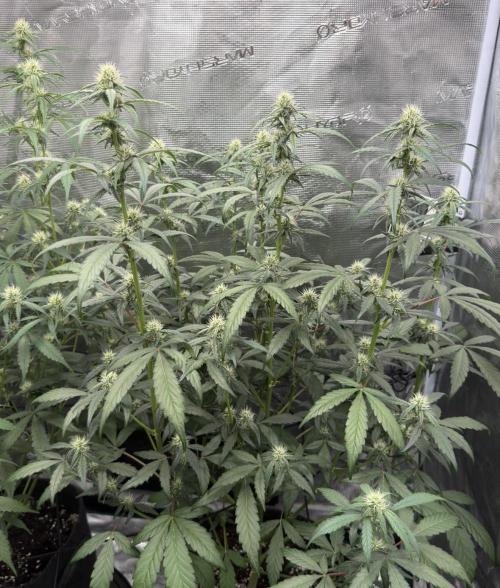 ｆｒｏｓｔｅｄｇｕａｖａ ❄️   | by Green House Seeds. Week 6