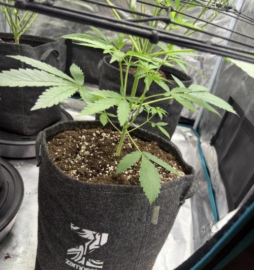 ᗷIᔕᑕOTTI ᙭ GEᒪᗩTO by GreenHouseSeeds. Week 3