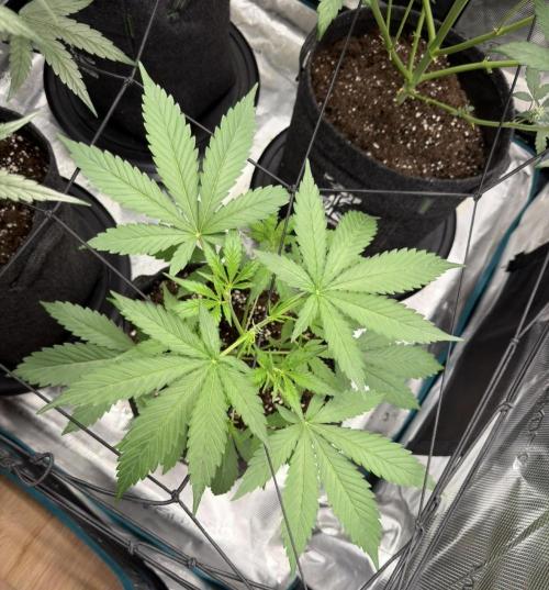 ᗷIᔕᑕOTTI ᙭ GEᒪᗩTO by GreenHouseSeeds. Week 3