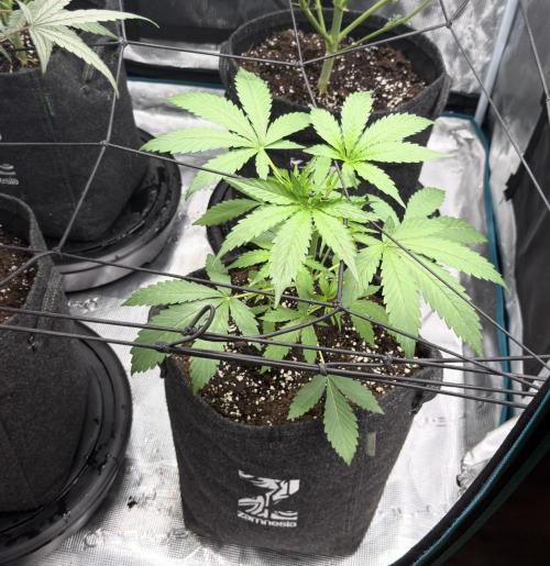 ᗷIᔕᑕOTTI ᙭ GEᒪᗩTO by GreenHouseSeeds. Week 3