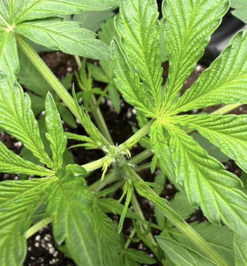 ᗷIᔕᑕOTTI ᙭ GEᒪᗩTO by GreenHouseSeeds. Week 3
