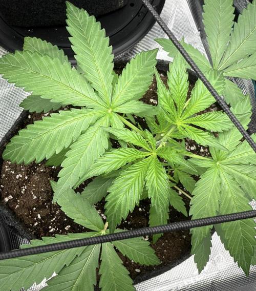 ᗷIᔕᑕOTTI ᙭ GEᒪᗩTO by GreenHouseSeeds. Week 3