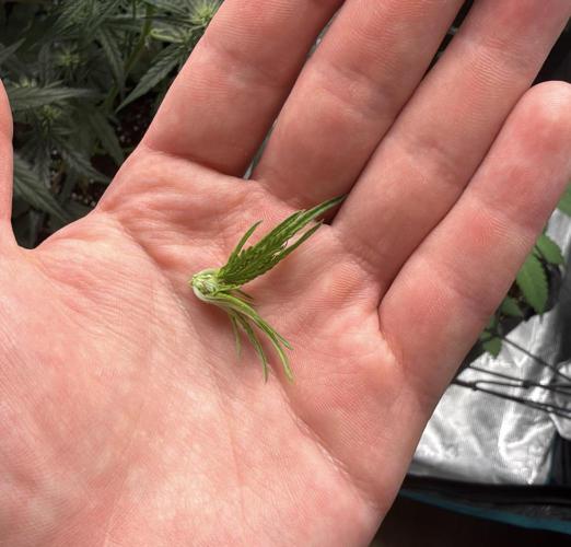 ᗷIᔕᑕOTTI ᙭ GEᒪᗩTO by GreenHouseSeeds. Week 3