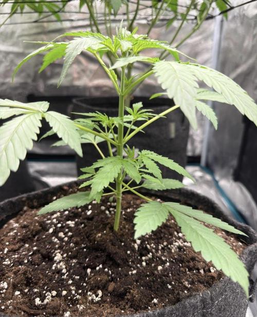 ᗷIᔕᑕOTTI ᙭ GEᒪᗩTO by GreenHouseSeeds. Week 3