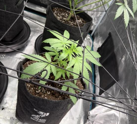 ᗷIᔕᑕOTTI ᙭ GEᒪᗩTO by GreenHouseSeeds. Week 3
