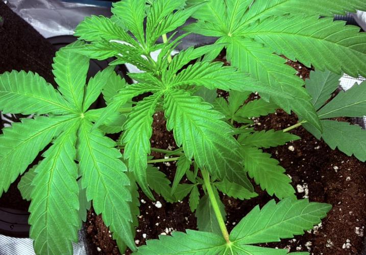 ᗷIᔕᑕOTTI ᙭ GEᒪᗩTO by GreenHouseSeeds. Week 3