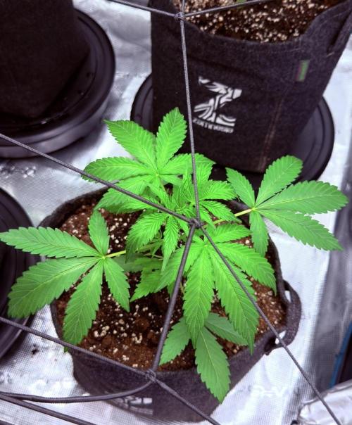 ᗷIᔕᑕOTTI ᙭ GEᒪᗩTO by GreenHouseSeeds. Week 3