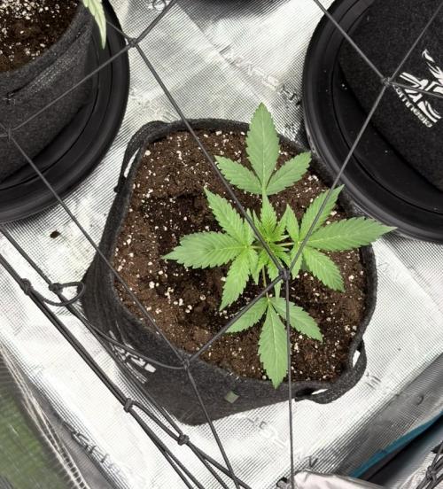 Biscotti x Gelato. Week 3