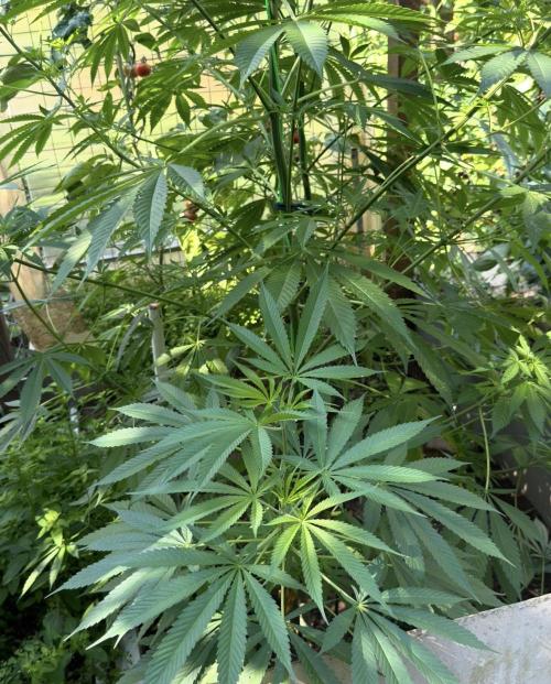 Air Lemon x Shishkaberry 🍋🍇 by GH Seeds. Week 13