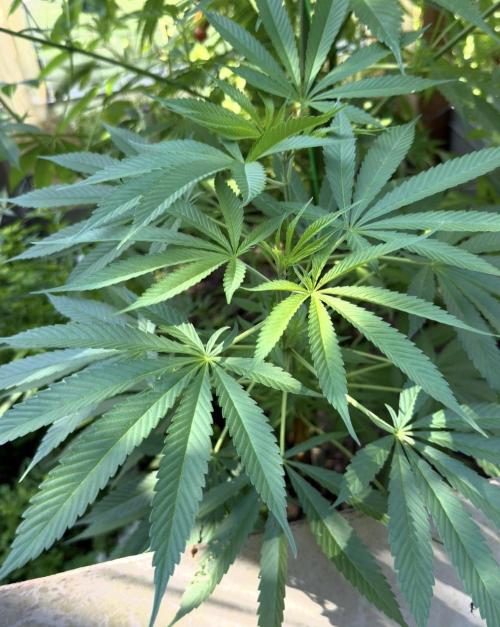 Air Lemon x Shishkaberry 🍋🍇 by GH Seeds. Week 13