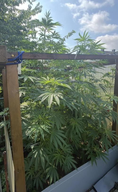 Air Lemon x Shishkaberry 🍋🍇 by GH Seeds. Week 13