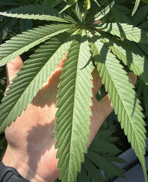Air Lemon x Shishkaberry 🍋🍇 by GH Seeds. Week 13