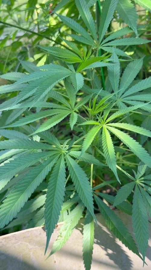 Air Lemon x Shishkaberry 🍋🍇 by GH Seeds