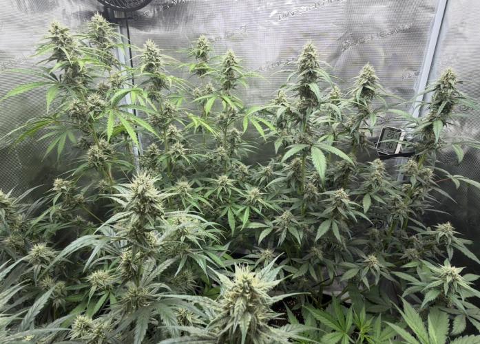 ｆｒｏｓｔｅｄｇｕａｖａ ❄️   | by Green House Seeds. Week 7
