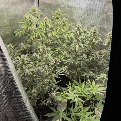 ｆｒｏｓｔｅｄｇｕａｖａ ❄️   | by Green House Seeds. Week 7