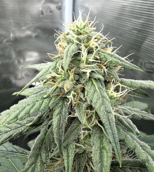 ｆｒｏｓｔｅｄｇｕａｖａ ❄️   | by Green House Seeds. Week 7