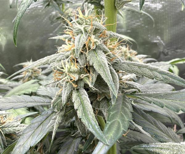 ｆｒｏｓｔｅｄｇｕａｖａ ❄️   | by Green House Seeds. Week 7
