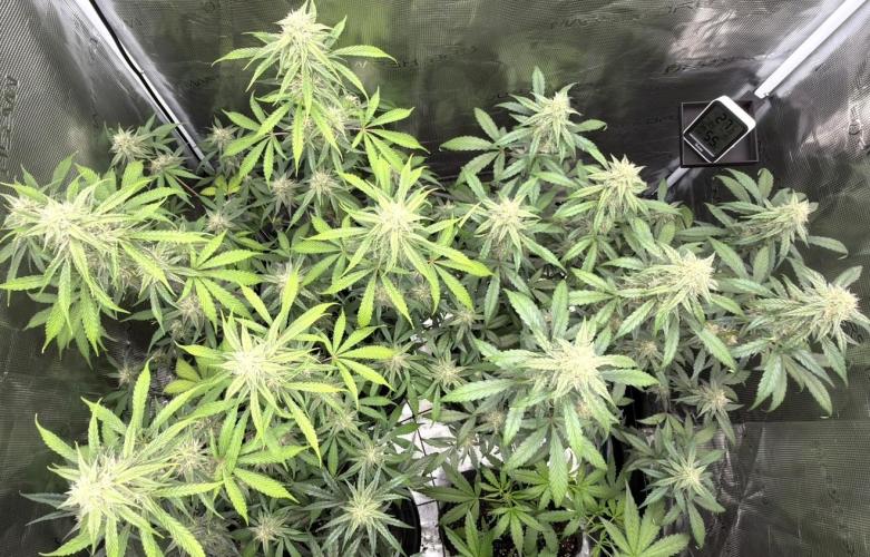 ｆｒｏｓｔｅｄｇｕａｖａ ❄️   | by Green House Seeds. Week 7